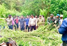 Ladang Ganja di Perbukitan Pancur Batu: 400 Batang Dimusnahkan, Polisi dan Warga Bersatu Lawan Narkoba Perbukitan