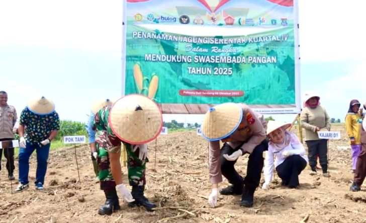 Polresta Deli Serdang gelar Kegiatan Penanaman Jagung Serentak Kuartal IV Guna Tingkatkan Swasembada Pangan 2 Penanaman