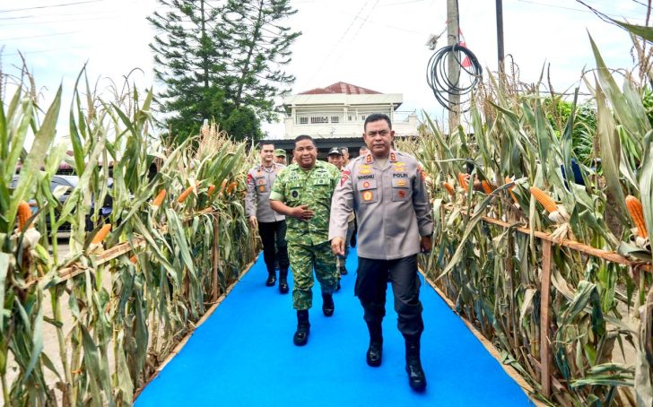 Panen Raya Jagung Spektakuler: Polda Sumut Wujudkan Ketahanan Pangan Bersama Presiden Prabowo 2 Panen Raya