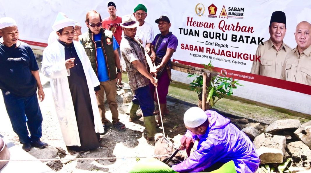 Sapi Kurban